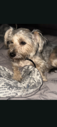 Lost Male Dog last seen Buckingham Church road, Greensboro, NC 27405