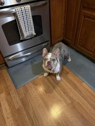 Lost Male Dog last seen Near tourney dr san jose Ca, San Jose, CA 95131