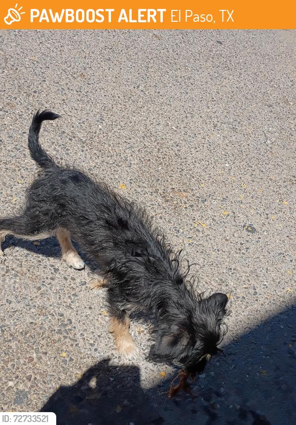 Found/Stray Female Dog last seen Horizon and gateway blvd, El Paso, TX 79928