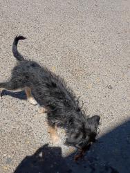 Found/Stray Female Dog last seen Horizon and gateway blvd, El Paso, TX 79928