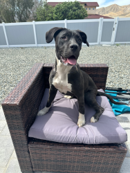 Found/Stray Female Dog last seen Circle K Gas Station, Palm Springs, CA 92262