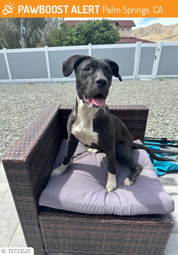Found/Stray Female Dog last seen Circle K Gas Station, Palm Springs, CA 92262