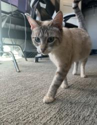 Lost Female Cat last seen Lake mead pkwy, Henderson, NV 89011