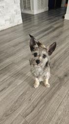 Found/Stray Female Dog last seen S County Road 13, Bithlo, FL 32820