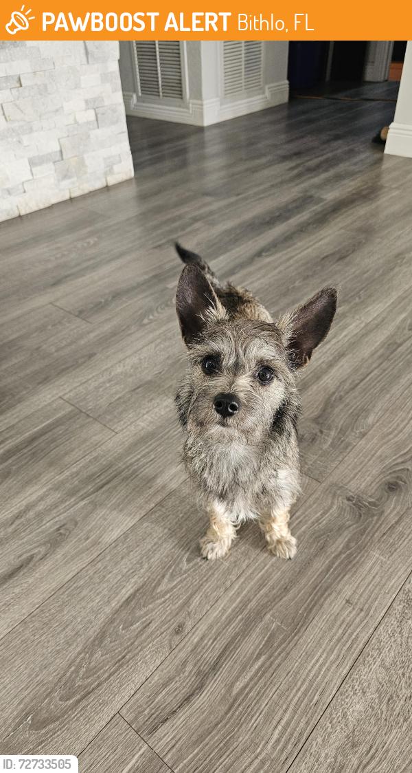 Found/Stray Female Dog last seen S County Road 13, Bithlo, FL 32820