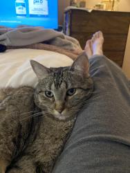 Lost Female Cat last seen William Cannon and Salt Springs, Austin, TX 78744