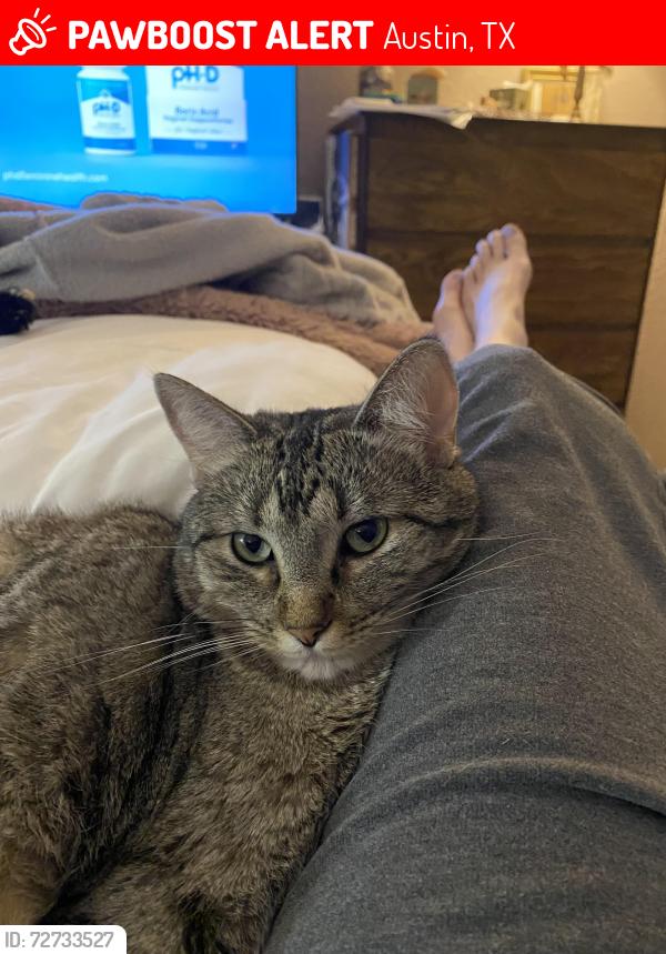 Lost Female Cat last seen William Cannon and Salt Springs, Austin, TX 78744