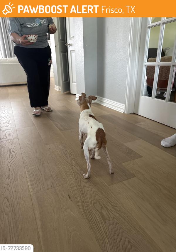 Found/Stray Female Dog last seen S ridge Dr, Frisco, TX 75033