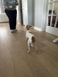 Found/Stray Female Dog last seen S ridge Dr, Frisco, TX 75033