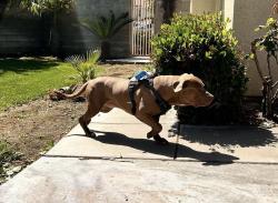 Found/Stray Male Dog last seen Palm ave , San Bernardino, CA 92407