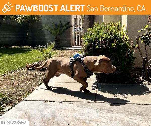 Found/Stray Male Dog last seen Palm ave , San Bernardino, CA 92407