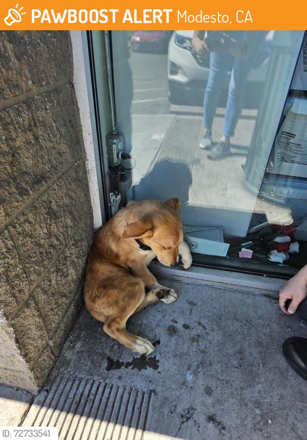 Found/Stray Male Dog last seen Mariposa Road/Dollar Tree , Modesto, CA 95354