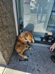 Found/Stray Male Dog last seen Mariposa Road/Dollar Tree , Modesto, CA 95354