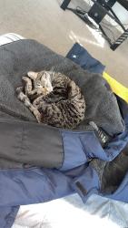 Lost Female Cat last seen 5th ave, Mesa, AZ 85210