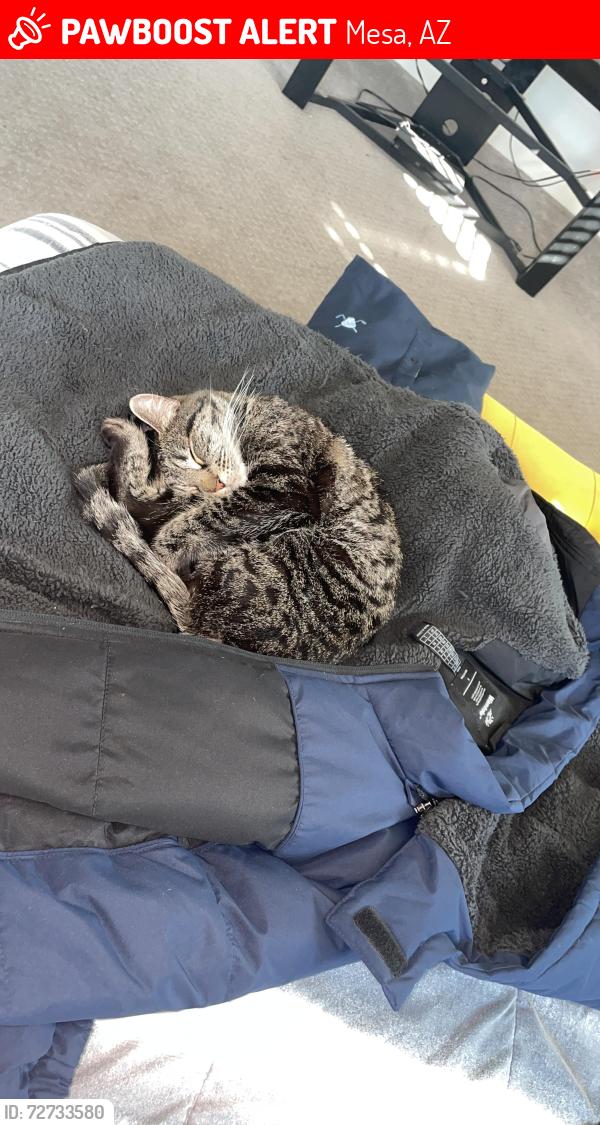 Lost Female Cat last seen 5th ave, Mesa, AZ 85210