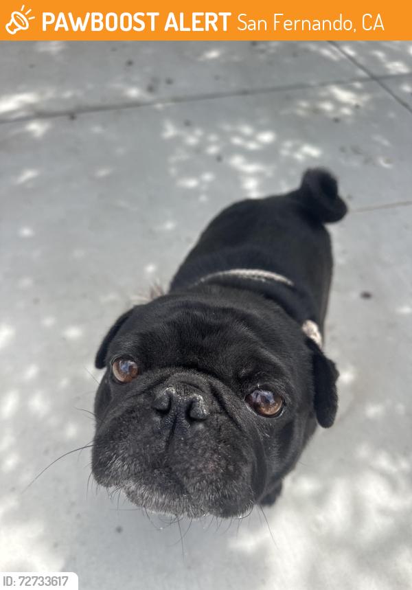 Found/Stray Male Dog last seen Corcoran st , San Fernando, CA 91340