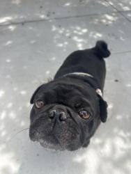 Found/Stray Male Dog last seen Corcoran st , San Fernando, CA 91340
