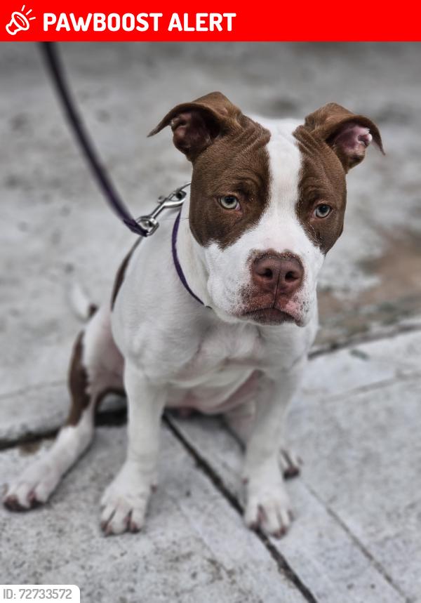 Lost Female Dog last seen Mavera , Montgomery County, TX 77302