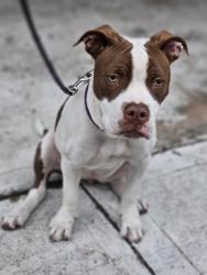 Lost Female Dog last seen Mavera , Montgomery County, TX 77302