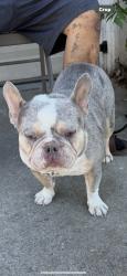 Found/Stray Male Dog last seen Tourney, San Jose, CA 95112