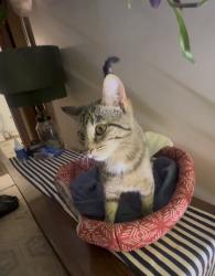 Lost Female Cat last seen Marquardt , North Canton, OH 44720