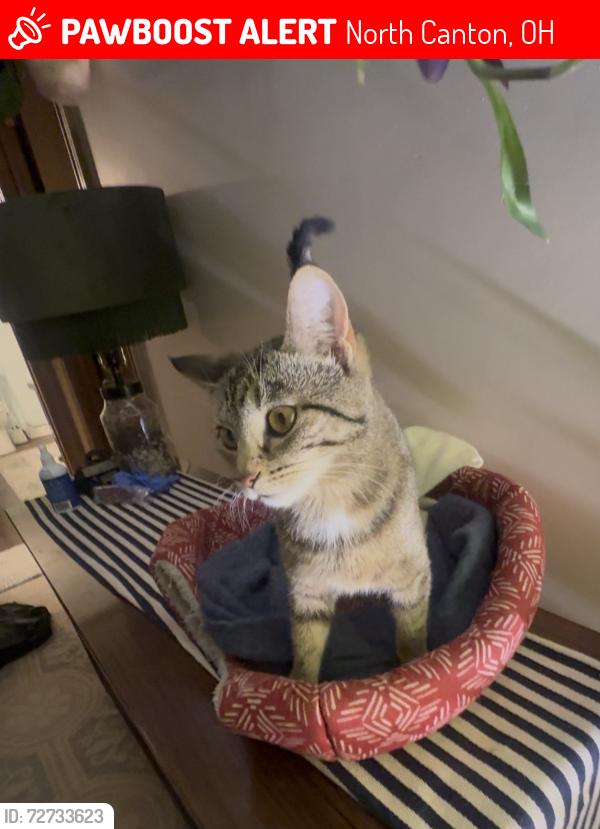 Lost Female Cat last seen Marquardt , North Canton, OH 44720