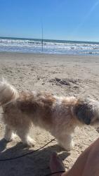 Lost Female Dog last seen Paradise lakes rv park, Deltona, FL 32725