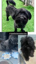 Found/Stray Male Dog last seen Found near fruitvale in Oakland and now at OAS, Oakland, CA 94601