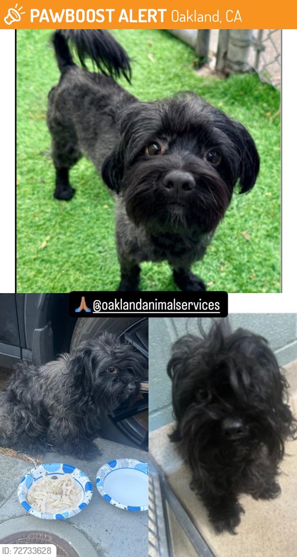 Found/Stray Male Dog last seen Found near fruitvale in Oakland and now at OAS, Oakland, CA 94601