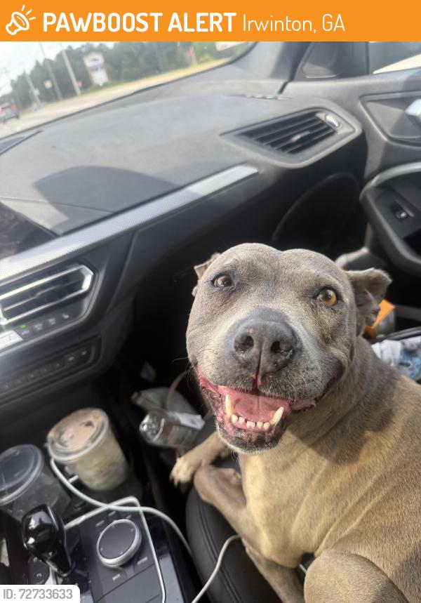 Found/Stray Female Dog last seen Irwinton ga, Irwinton, GA 31042