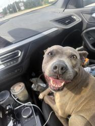 Found/Stray Female Dog last seen Irwinton ga, Irwinton, GA 31042