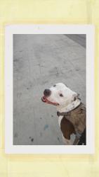 Lost Male Dog last seen Soto and 1st, Los Angeles, CA 90033
