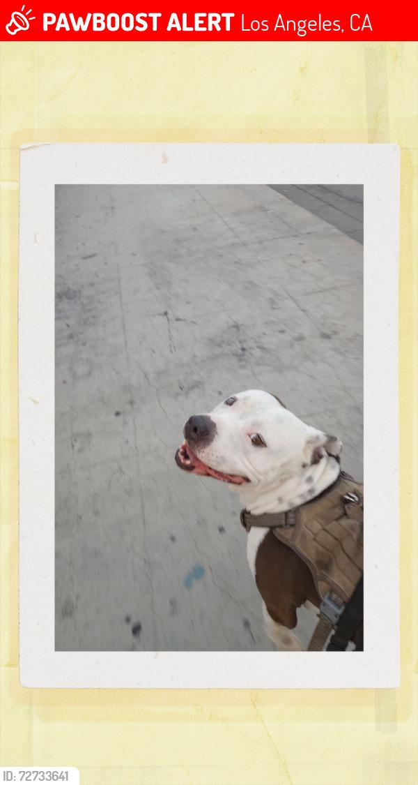 Lost Male Dog last seen Soto and 1st, Los Angeles, CA 90033