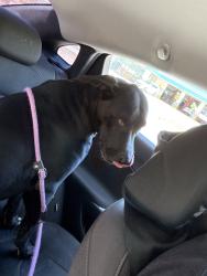 Found/Stray Male Dog last seen By apmt complex near tire supply, Jacksonville, NC 28540