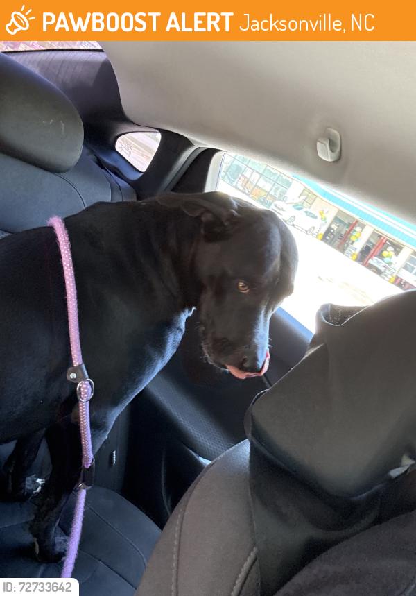 Found/Stray Male Dog last seen By apmt complex near tire supply, Jacksonville, NC 28540
