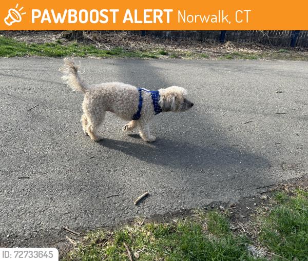 Found/Stray Unknown Dog last seen Oyster S Park, Norwalk, CT 06854