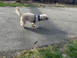 Found/Stray Unknown Dog last seen Oyster S Park, Norwalk, CT 06854
