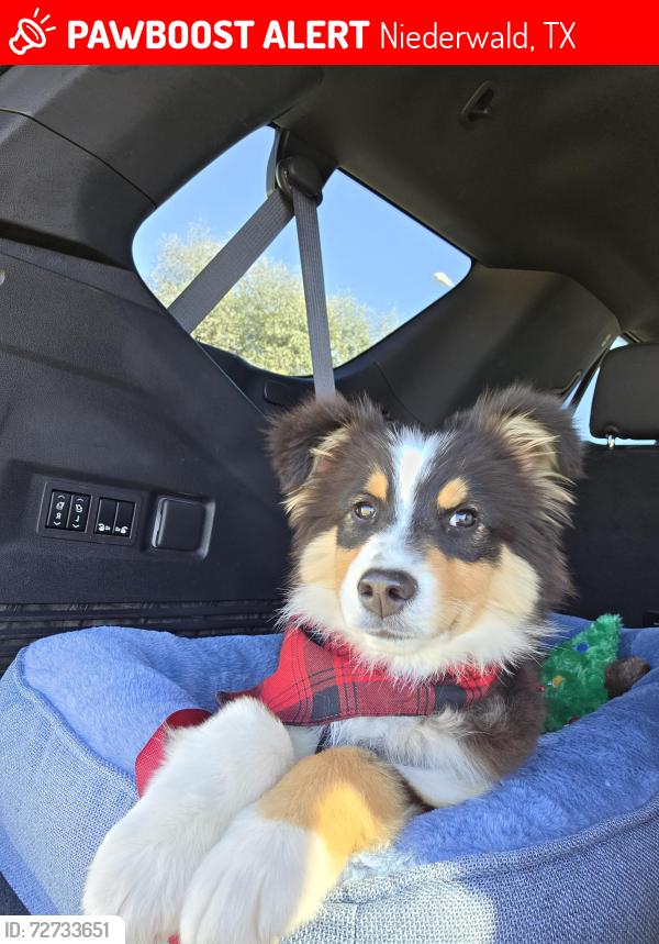 Lost Male Dog last seen Candide Lane and Camino Real, Niederwald, TX 78640