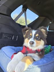 Lost Male Dog last seen Candide Lane and Camino Real, Niederwald, TX 78640