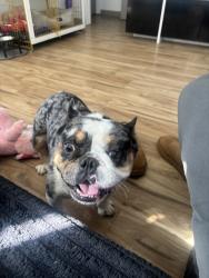 Lost Male Dog last seen Near2nd, El Cajon, CA 92021