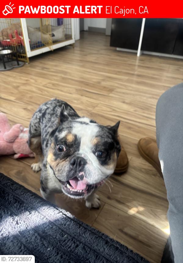 Lost Male Dog last seen Near2nd, El Cajon, CA 92021