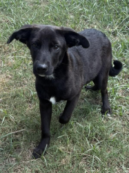 Lost Male Dog last seen On Paxson heading west, between airmont road and snickersville turkpike. , Round Hill, VA 20141