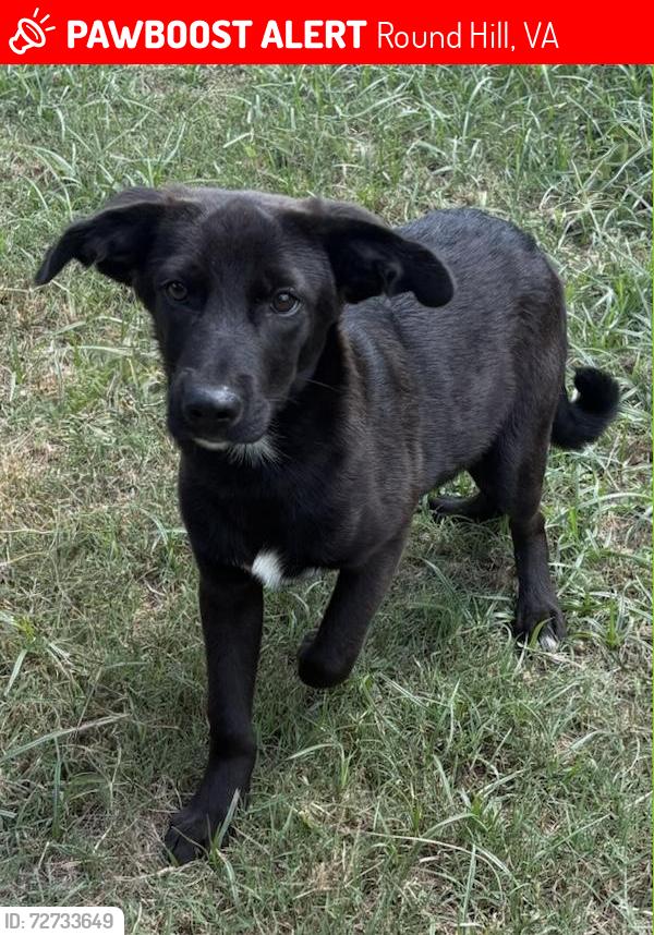 Lost Male Dog last seen On Paxson heading west, between airmont road and snickersville turkpike. , Round Hill, VA 20141