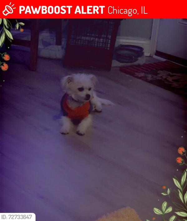 Lost Male Dog last seen 67th Whipple , Chicago, IL 60629