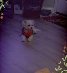 Lost Male Dog last seen 67th Whipple , Chicago, IL 60629