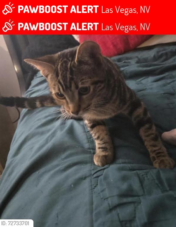 Lost Female Cat last seen Arville y Sirius , Las Vegas, NV 89102