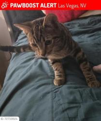 Lost Female Cat last seen Arville y Sirius , Las Vegas, NV 89102