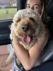 Found/Stray Female Dog last seen Kingfield/97 , Cantonment, FL 32533