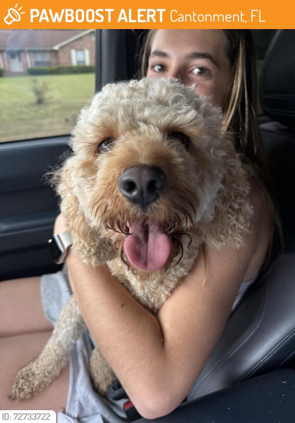 Found/Stray Female Dog last seen Kingfield/97 , Cantonment, FL 32533