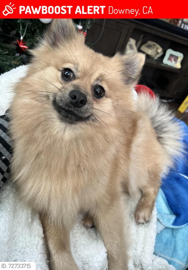 Lost Female Dog last seen Morning Ave and De Palma, Downey, CA 90241